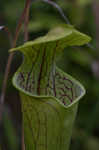 Green pitcherplant